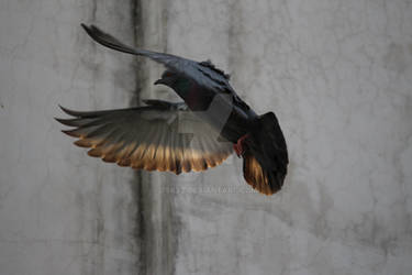 pigeon in sunlight