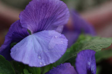 Dew on flower