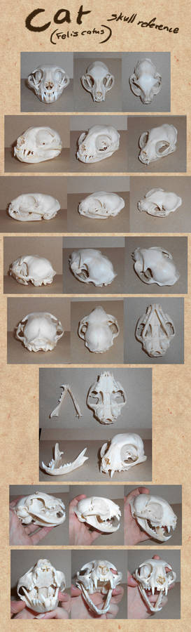 Cat skull reference