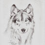 Ayla wolf