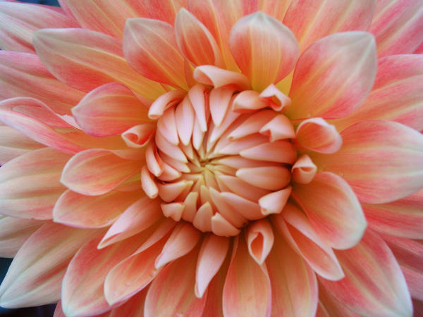 pink splendor by Kellyp on DeviantArt