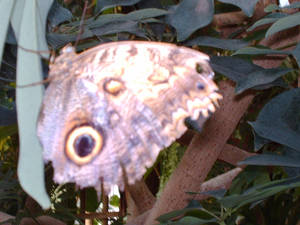 blurry butterfly 2