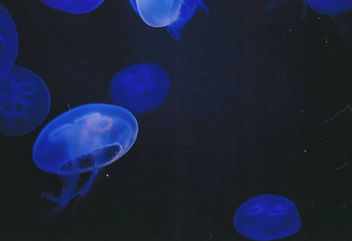 Jellyfish Alley