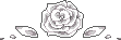 white rose