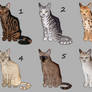 Domestic cat design adopts, presets available