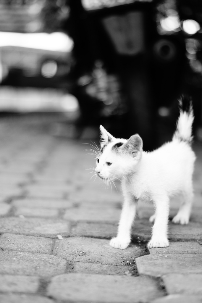 Urban Whiskers | #2