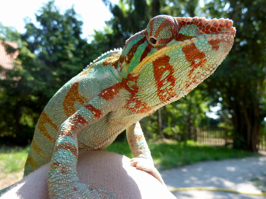A real Rango by Flying-Reptile on DeviantArt