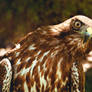 Red-Tailed-Hawk-unique-perspective