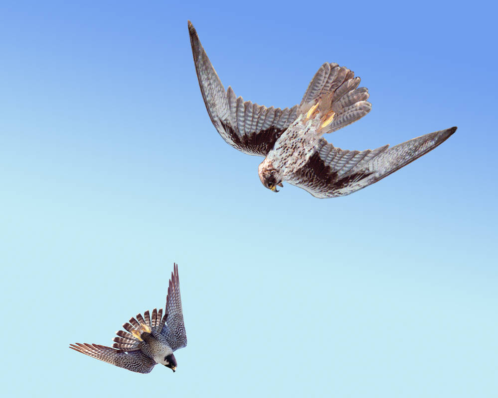 Two Falcons Prairie Falcon and Peregrine Falcon by Photoshopforearth on DeviantArt