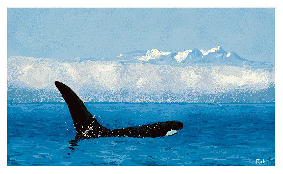 Orcinus Orca