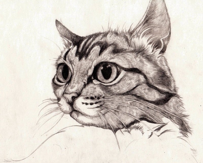Pencil cats. Кошка карандашом. Кошка рисунок карандашом. Морда кошки карандашом. Портрет кошки карандашом.