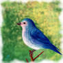 Liitle blue bird