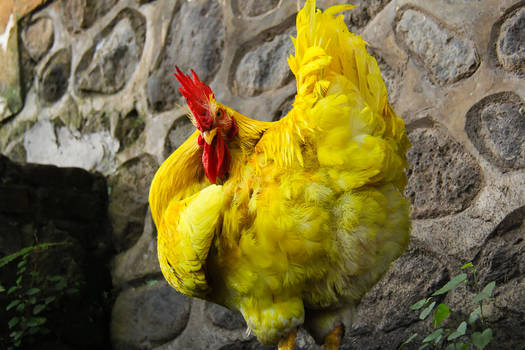Glamorous Cockerel