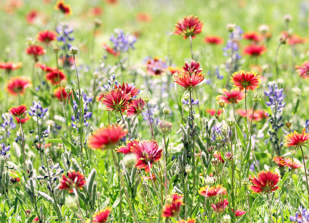 Wildflowers by embethe Wildflowers by embethe