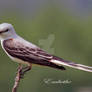 Scissored-Tailed Fly Catcher