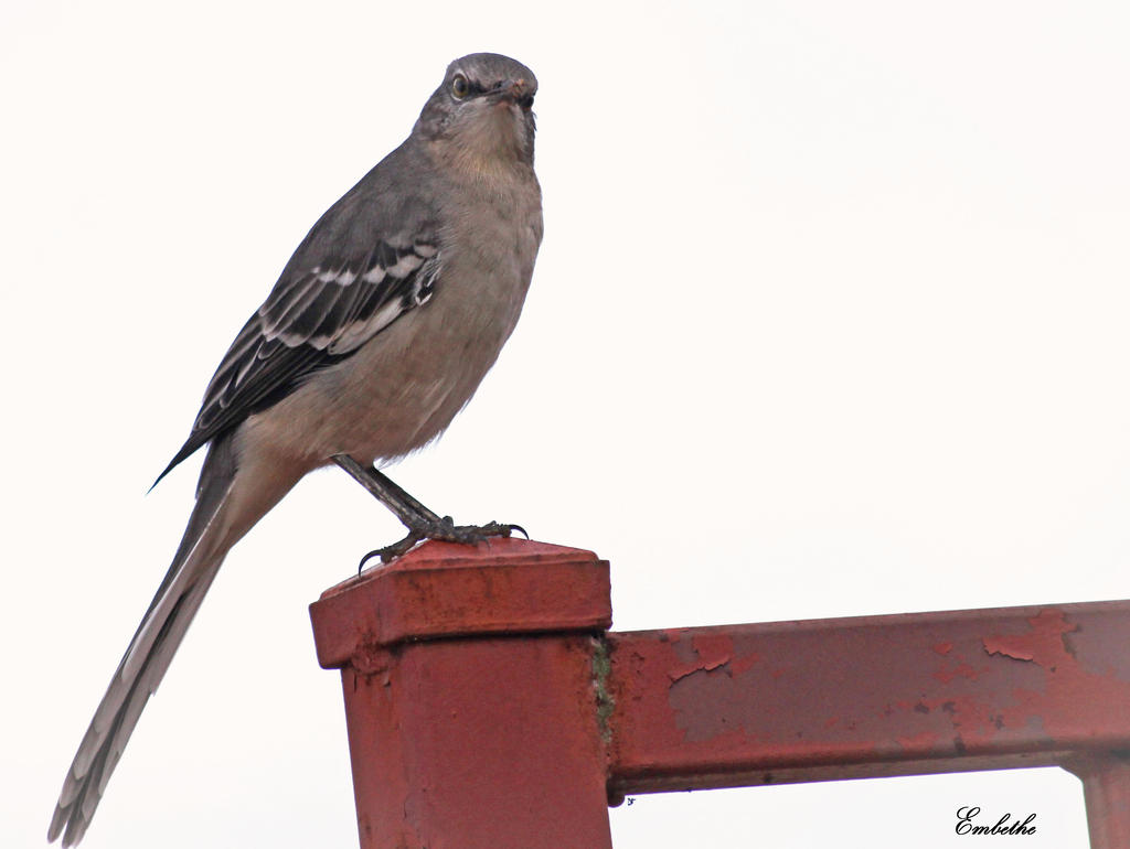 Mockingbird Spetch Mockingbird by embethe on DeviantArt