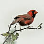 Cardinal