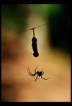 Along came a spider.. by shuttermonkey