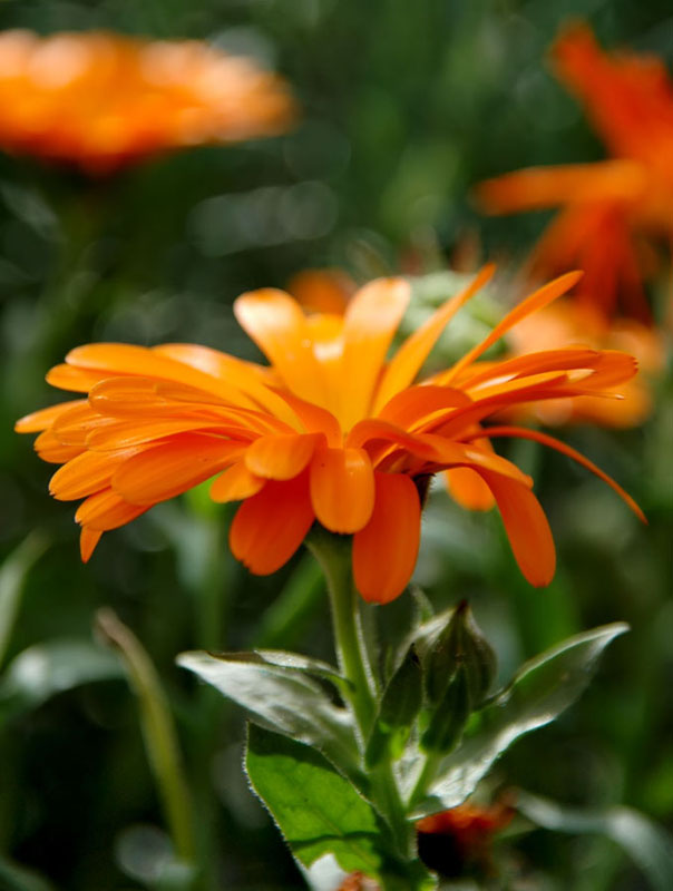 Gerberas