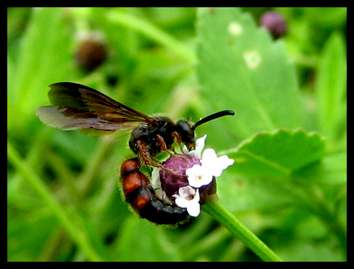 Hymenoptera I