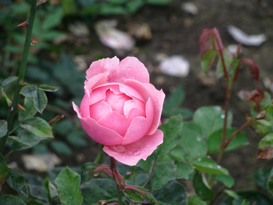 Closed rose by spikish on DeviantArt