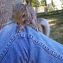 baby squirrel 4