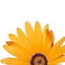 flower 1