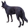 german sheperd 2