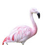 flamingo1