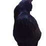 black cat 1
