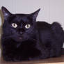 Black cat 2
