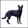 German sheperd 3?