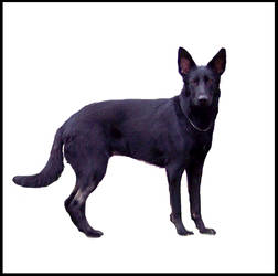 German sheperd 3?