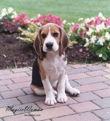 beagle