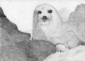 Seal Baby :D