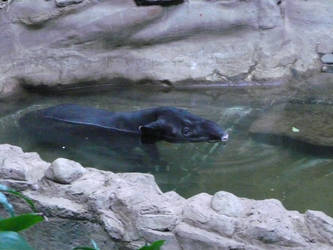 Tapir Submerged in Water 1