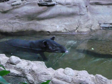 Tapir Submerged in Water 2