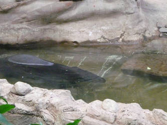 Tapir Submerged in Water 3
