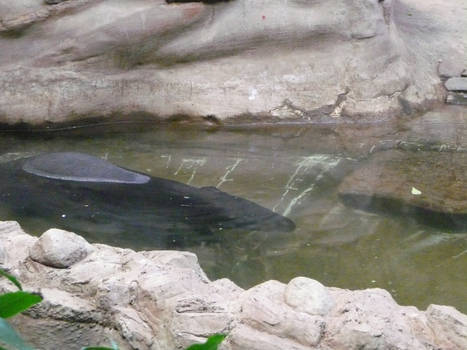 Tapir Submerged in Water 3