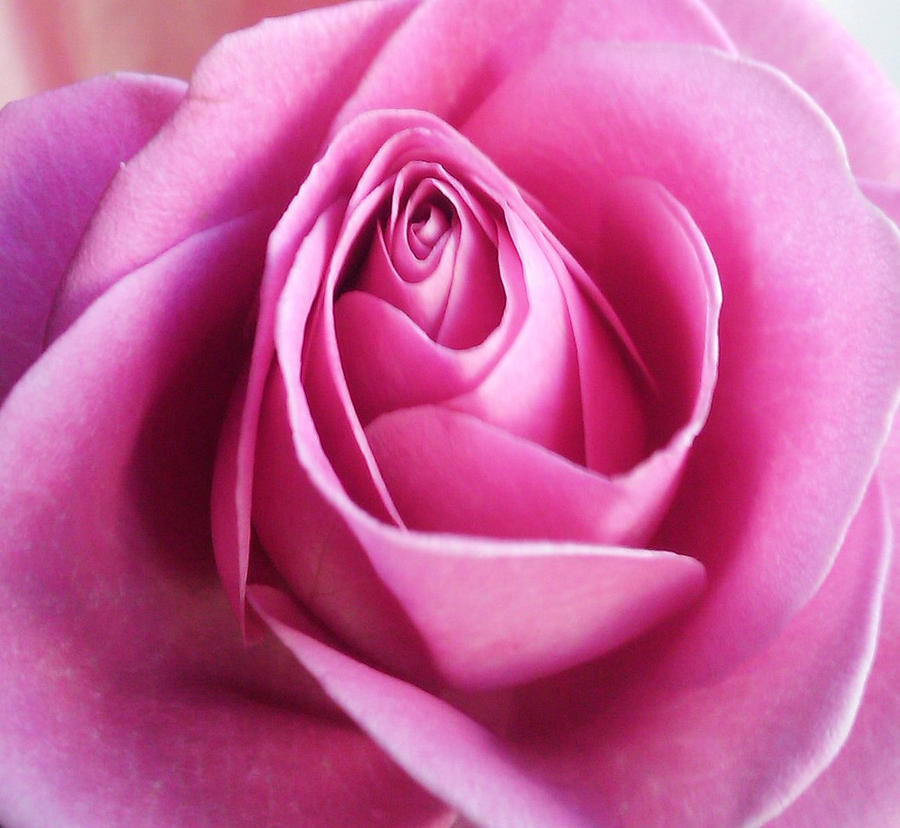 Pink Rpze pink rose by kryss4 on DeviantArt