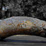 cow horn detail 1