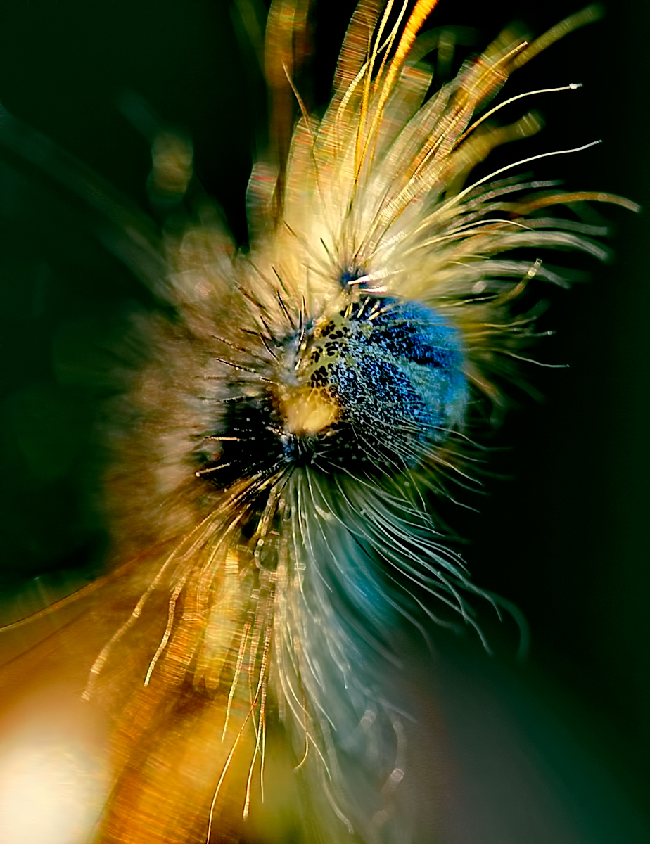 real life macro 2 - caterpillar