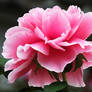 Peony4623