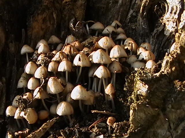 Mushrooms