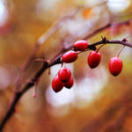 berries in square by Lisa-Schneider