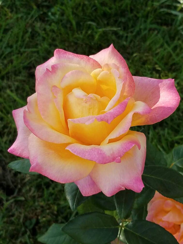 beautiful 2 colored flower~ by Mochi-and-2P-Rose on DeviantArt