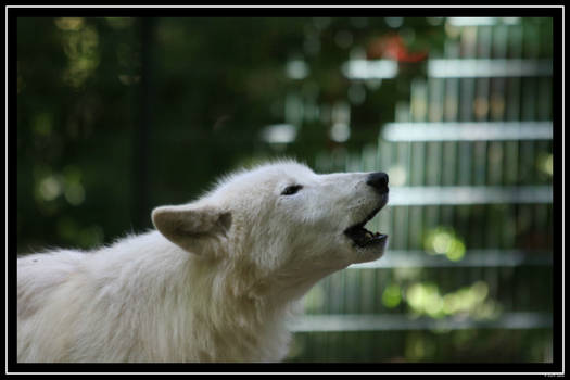 Wuppertaler Zoo 2012