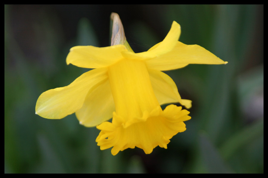 Daffodil