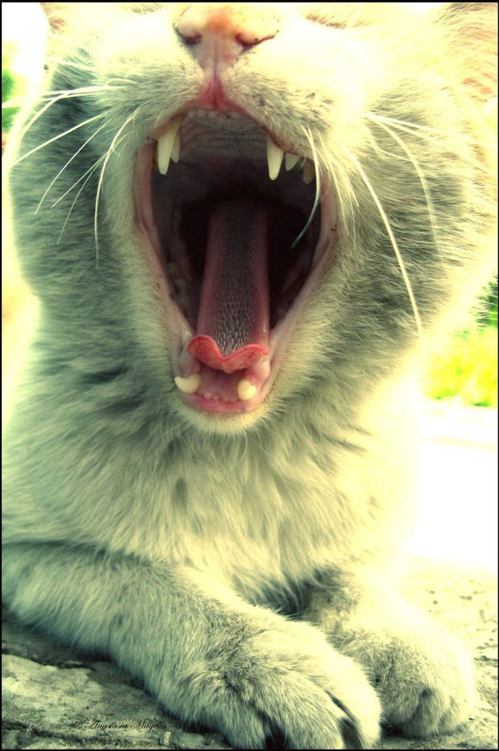 Раздирает рот зевота шире. Кот широко зевает. Черный кот зевает. Кот зевает фото. Зевающий кот фотошоп.