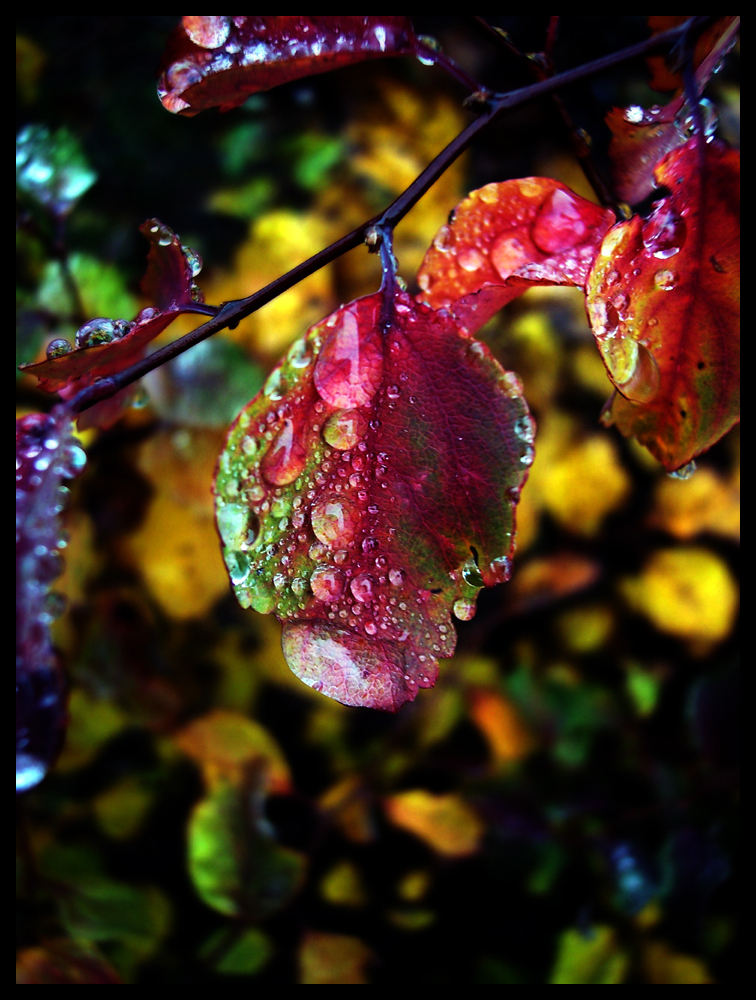 autumn dew 1